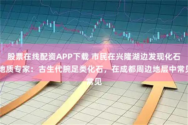 股票在线配资APP下载 市民在兴隆湖边发现化石 地质专家：古生代腕足类化石，在成都周边地层中常见